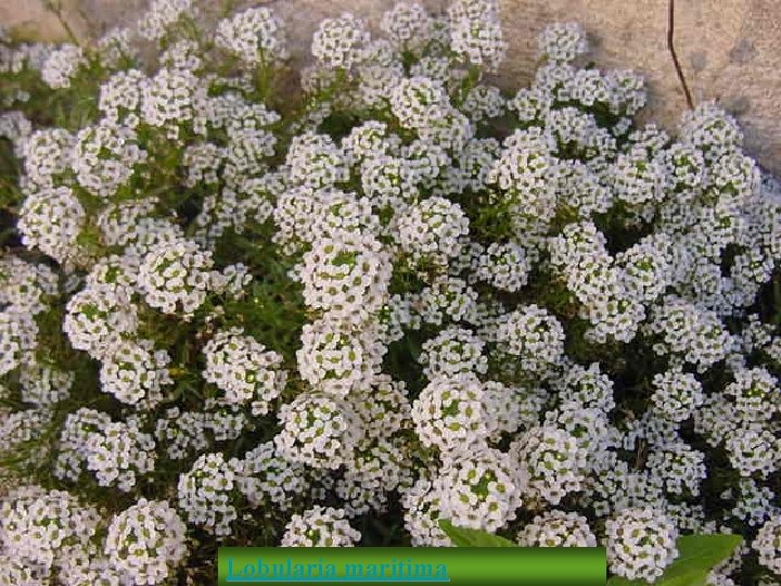 Lobularia maritima 