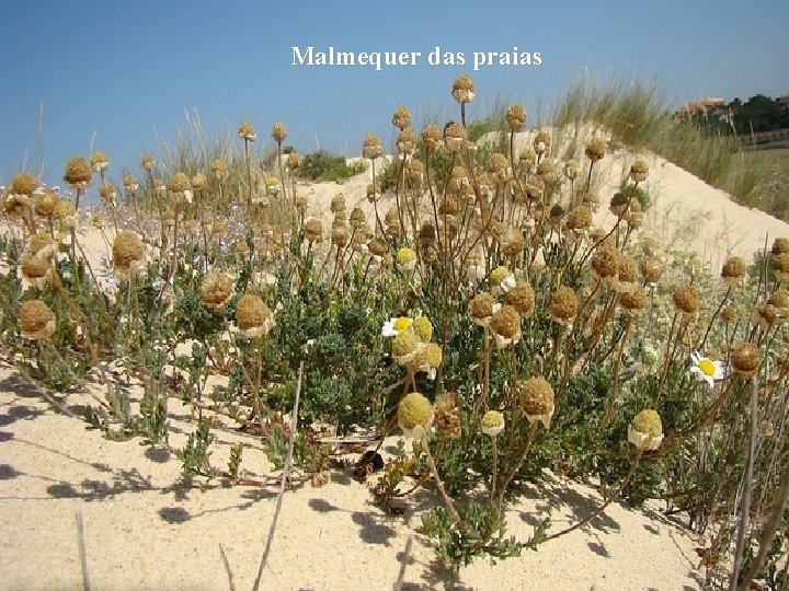 Malmequer das praias 