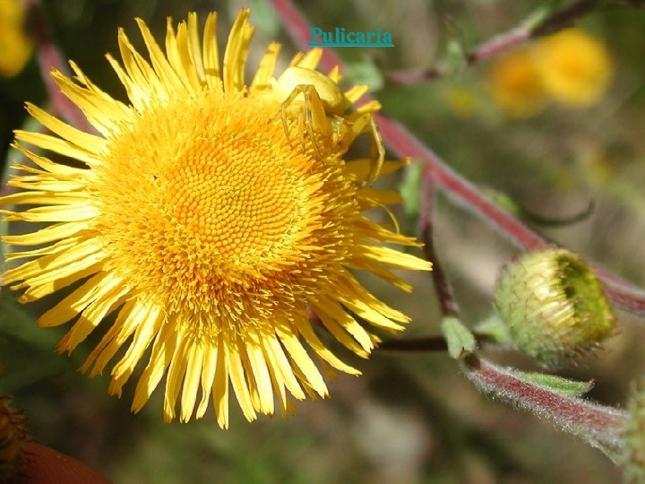 Pulicaria 