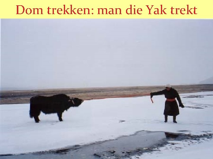 Dom trekken: man die Yak trekt 