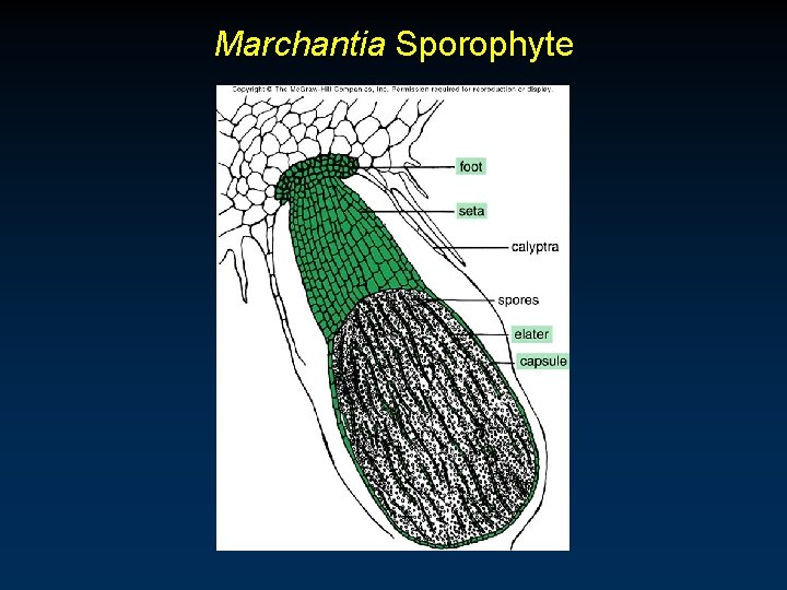 Marchantia Sporophyte 