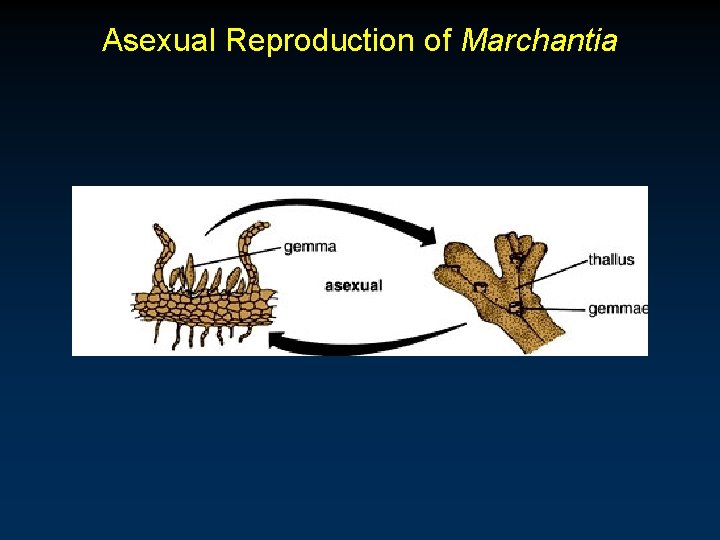 Asexual Reproduction of Marchantia 