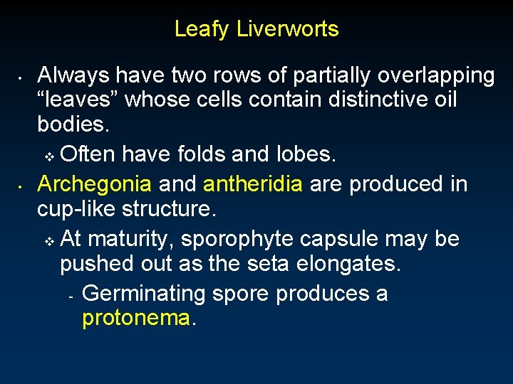 Leafy Liverworts • • Always have two rows of partially overlapping “leaves” whose cells