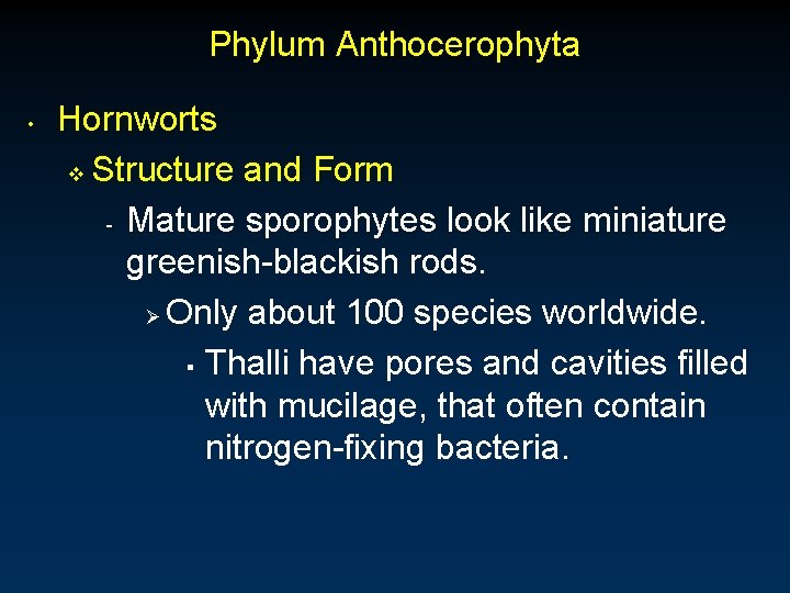 Phylum Anthocerophyta • Hornworts v Structure and Form - Mature sporophytes look like miniature