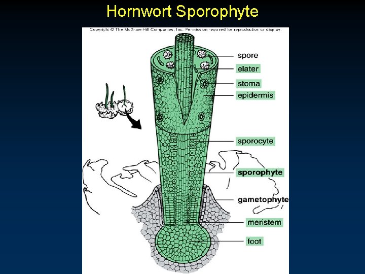 Hornwort Sporophyte 