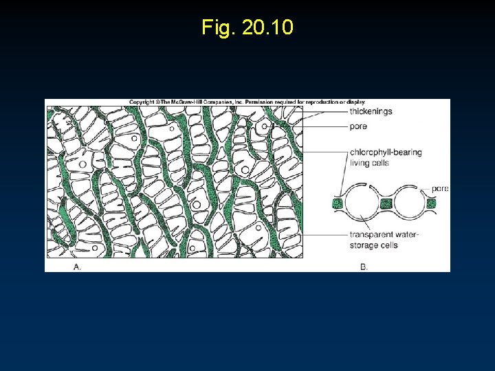 Fig. 20. 10 