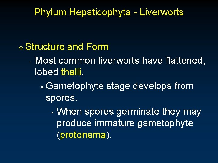 Phylum Hepaticophyta - Liverworts v Structure and Form - Most common liverworts have flattened,