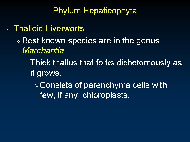 Phylum Hepaticophyta • Thalloid Liverworts v Best known species are in the genus Marchantia.