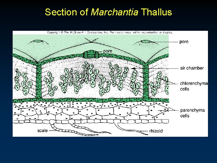 Section of Marchantia Thallus 