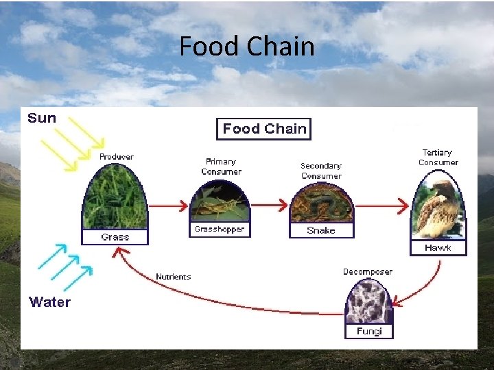 Food Chain Food Chain