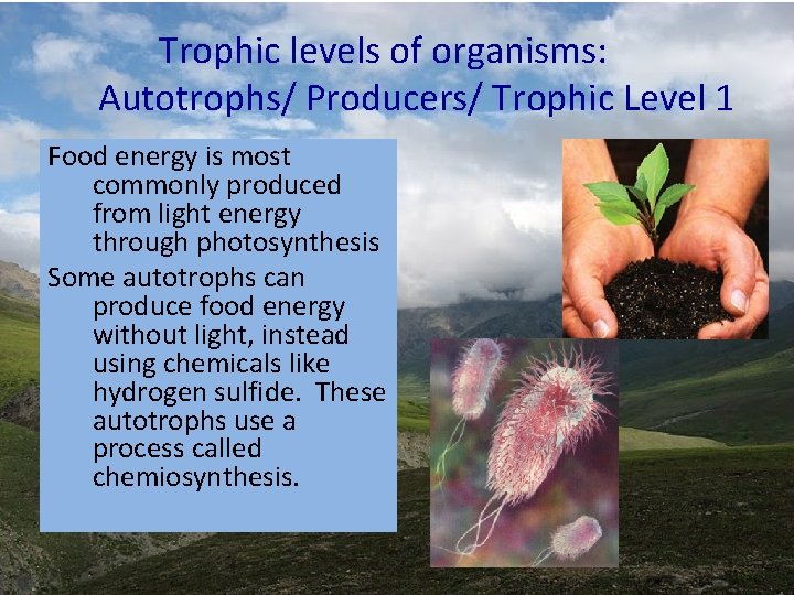 Trophic levels of organisms: Autotrophs/ Producers/ Trophic Level 1 Food energy is most commonly Trophic levels of organisms: Autotrophs/ Producers/ Trophic Level 1 Food energy is most commonly
