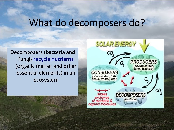 What do decomposers do? Decomposers (bacteria and fungi) recycle nutrients (organic matter and other What do decomposers do? Decomposers (bacteria and fungi) recycle nutrients (organic matter and other