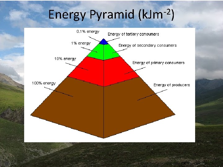 Energy Pyramid (k. Jm-2) Energy Pyramid (k. Jm-2)