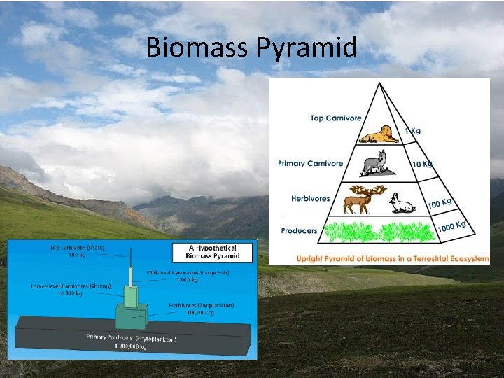 Biomass Pyramid Biomass Pyramid