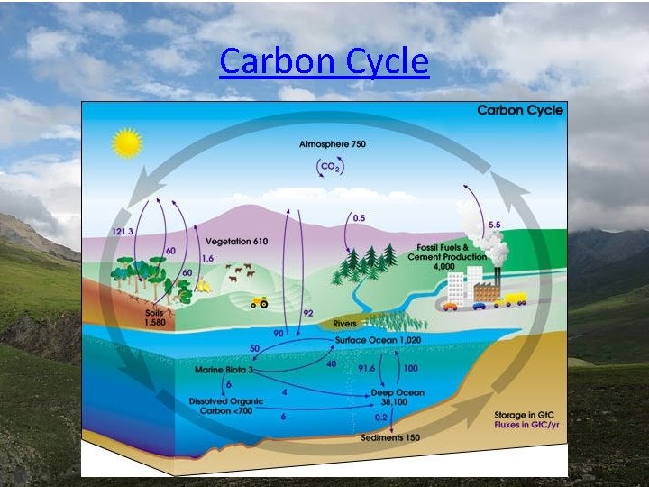 Carbon Cycle Carbon Cycle