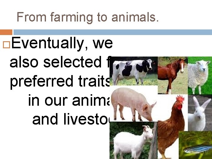 From farming to animals. Eventually, we also selected for preferred traits in our animals