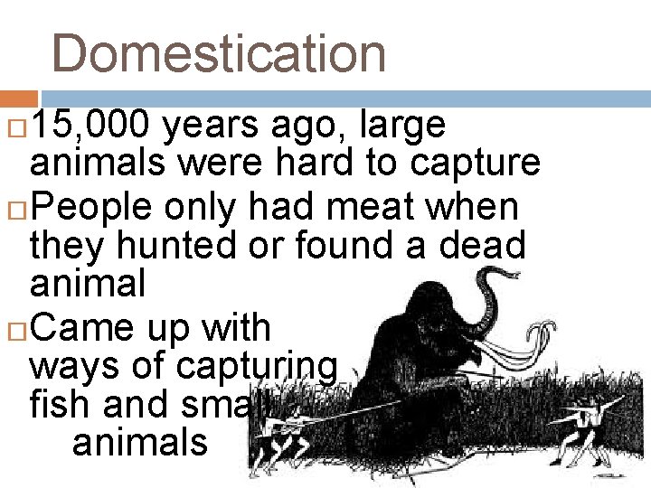 Domestication 15, 000 years ago, large animals were hard to capture People only had