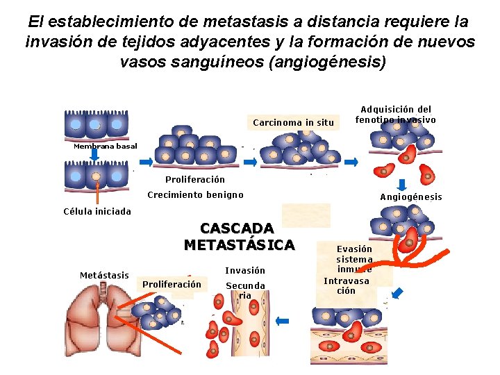 El establecimiento de metastasis a distancia requiere la invasión de tejidos adyacentes y la