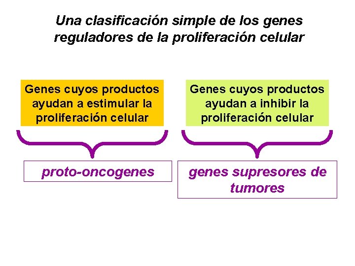 Una clasificación simple de los genes reguladores de la proliferación celular Genes cuyos productos