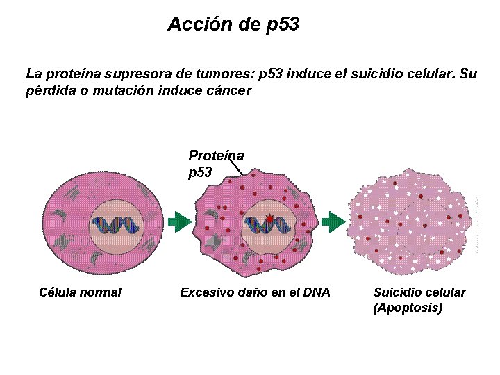 Acción de p 53 La proteína supresora de tumores: p 53 induce el suicidio