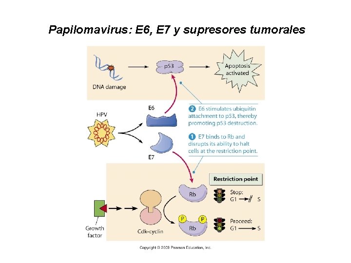 Papilomavirus: E 6, E 7 y supresores tumorales 