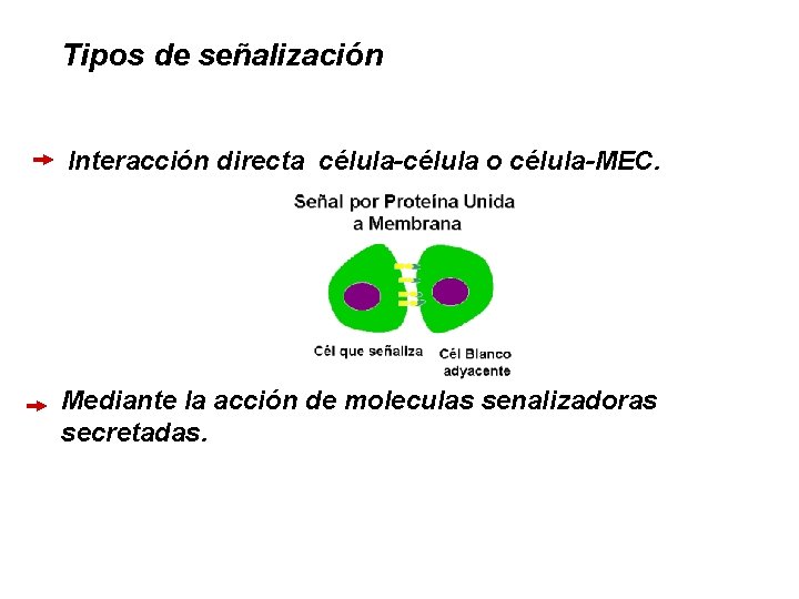 Tipos de señalización Interacción directa célula-célula o célula-MEC. Mediante la acción de moleculas senalizadoras