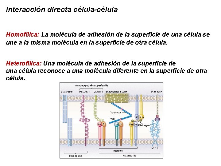 Interacción directa célula-célula Homofílica: La molécula de adhesión de la superficie de una célula