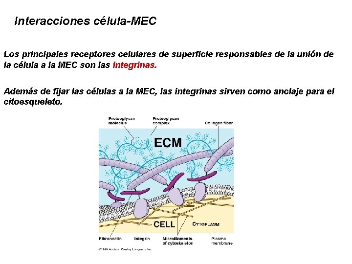 Interacciones célula-MEC Los principales receptores celulares de superficie responsables de la unión de la