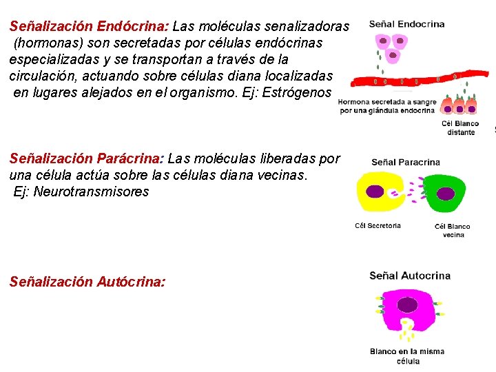 Señalización Endócrina: Las moléculas senalizadoras (hormonas) son secretadas por células endócrinas especializadas y se