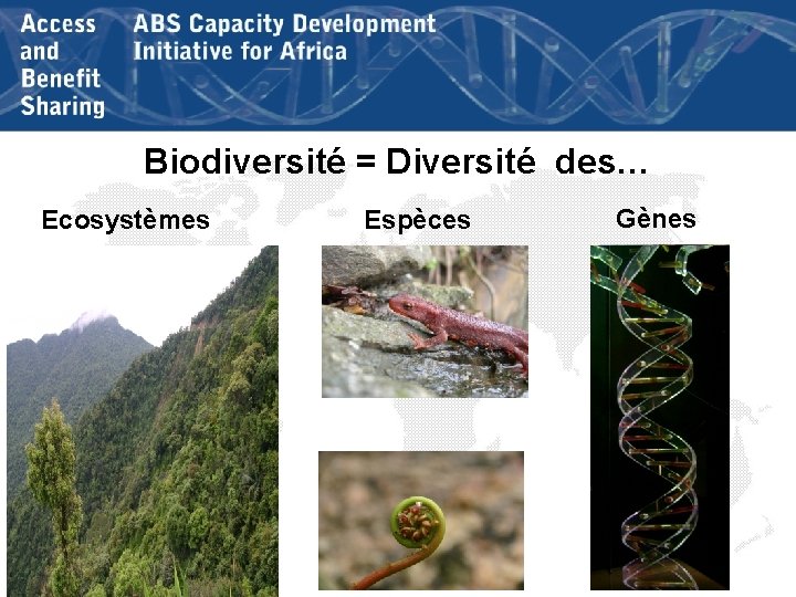 Biodiversité = Diversité des… Ecosystèmes Espèces Gènes 