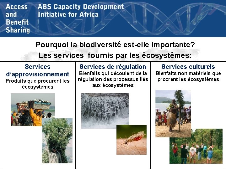 Pourquoi la biodiversité est-elle importante? Les services fournis par les écosystèmes: Services d‘approvisionnement Produits