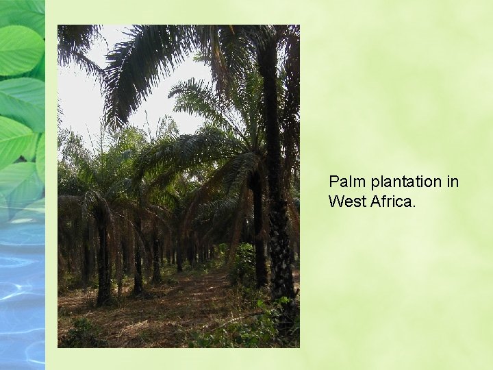 Palm plantation in West Africa. 