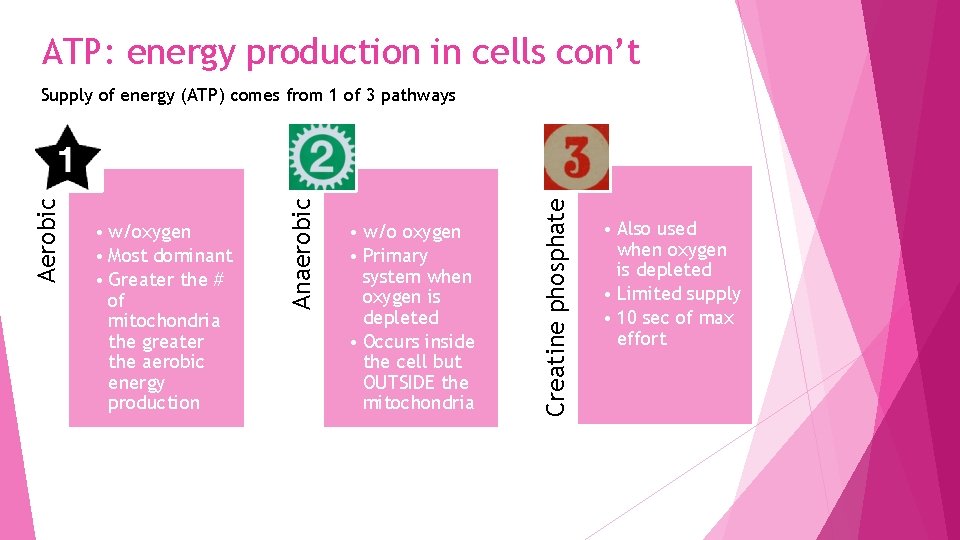 ATP: energy production in cells con’t • w/o oxygen • Primary system when oxygen