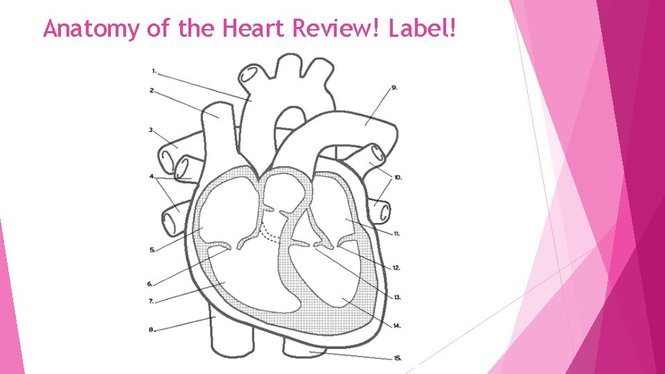 Anatomy of the Heart Review! Label! 