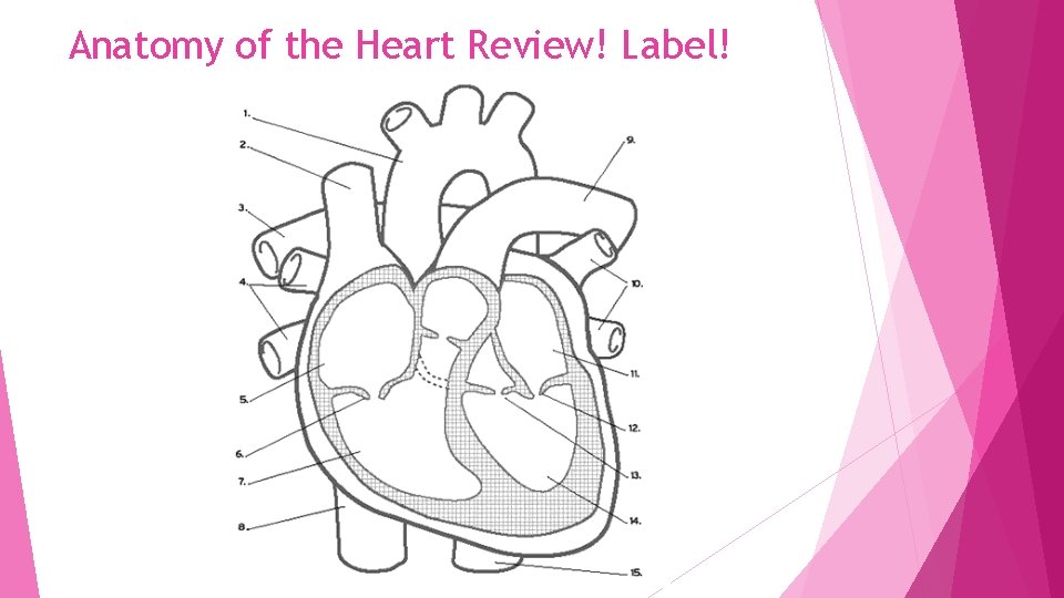 Anatomy of the Heart Review! Label! Anatomy of the Heart Review! Label!