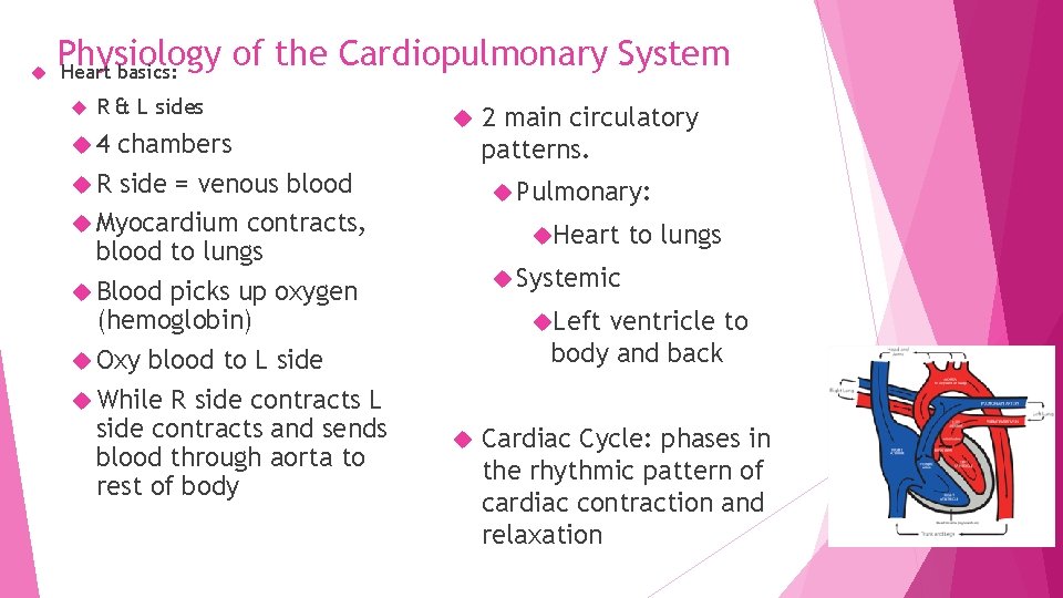 Physiology of the Cardiopulmonary System Heart basics: R & L sides 4 chambers Physiology of the Cardiopulmonary System Heart basics: R & L sides 4 chambers