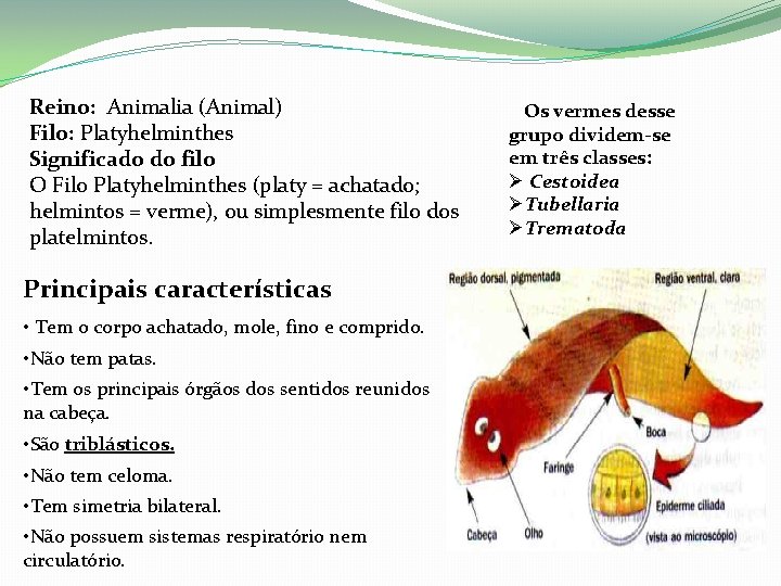 Reino: Animalia (Animal) Filo: Platyhelminthes Significado do filo O Filo Platyhelminthes (platy = achatado;