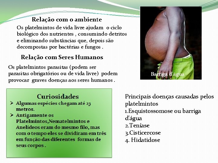 Relação com o ambiente Os platelmintos de vida livre ajudam o ciclo biológico dos