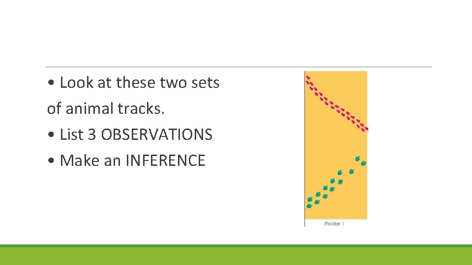  • Look at these two sets of animal tracks. • List 3 OBSERVATIONS