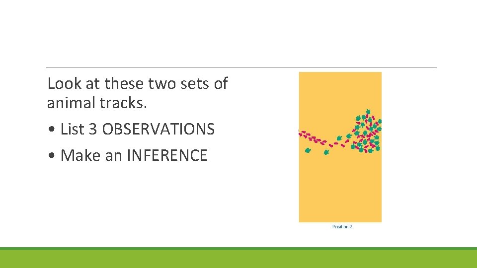 Look at these two sets of animal tracks. • List 3 OBSERVATIONS • Make
