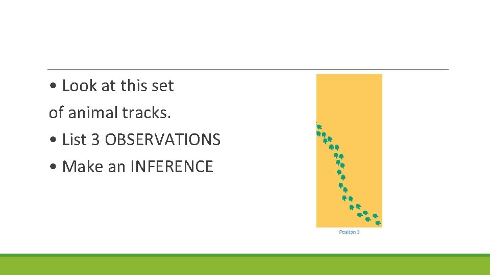  • Look at this set of animal tracks. • List 3 OBSERVATIONS •
