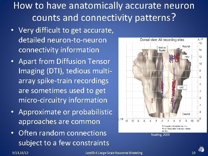 How to have anatomically accurate neuron counts and connectivity patterns? • Very difficult to