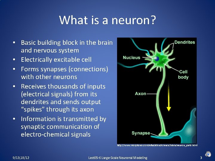 What is a neuron? • Basic building block in the brain and nervous system