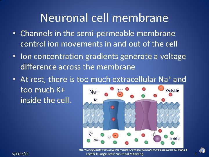 Neuronal cell membrane • Channels in the semi-permeable membrane control ion movements in and