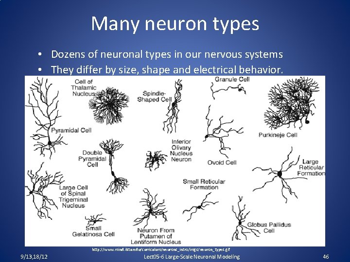 Many neuron types • Dozens of neuronal types in our nervous systems • They