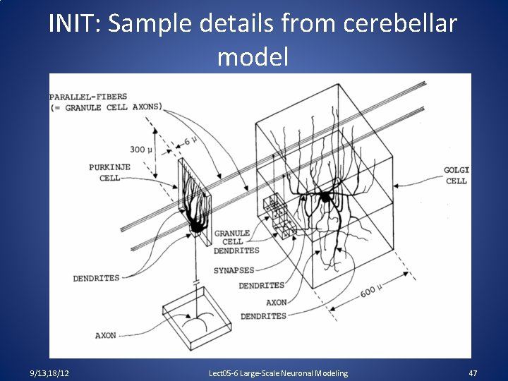 INIT: Sample details from cerebellar model 9/13, 18/12 Lect 05 -6 Large-Scale Neuronal Modeling
