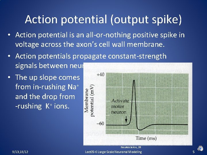 Action potential (output spike) • Action potential is an all-or-nothing positive spike in voltage