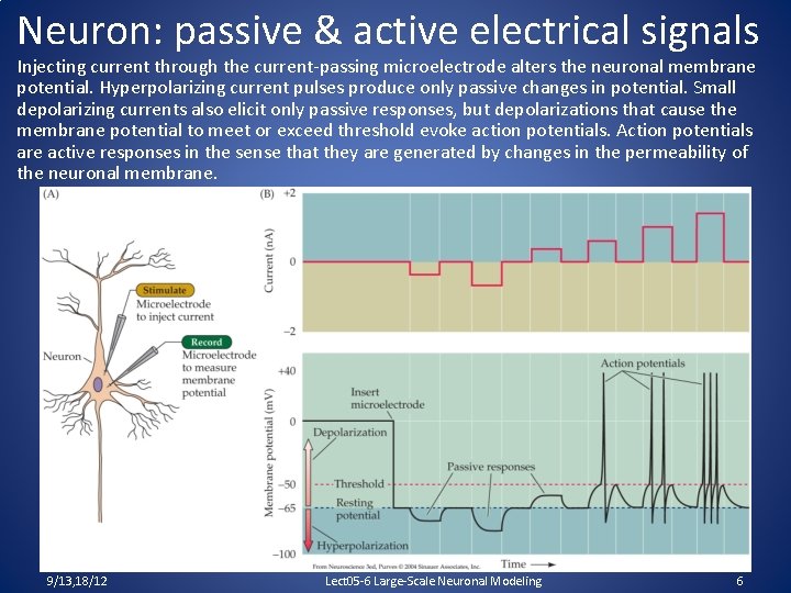 Neuron: passive & active electrical signals Injecting current through the current-passing microelectrode alters the