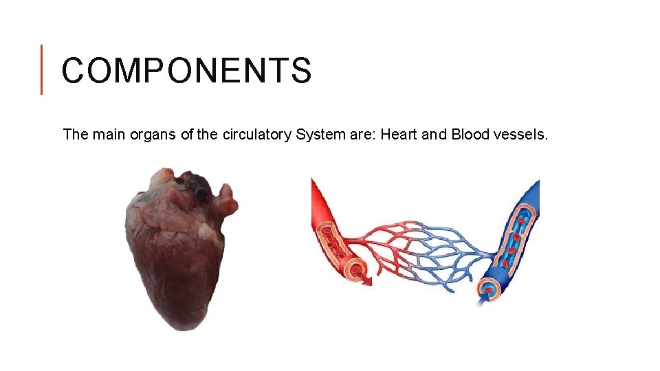 COMPONENTS The main organs of the circulatory System are: Heart and Blood vessels. 