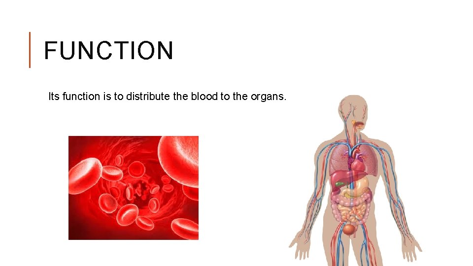 FUNCTION Its function is to distribute the blood to the organs. 